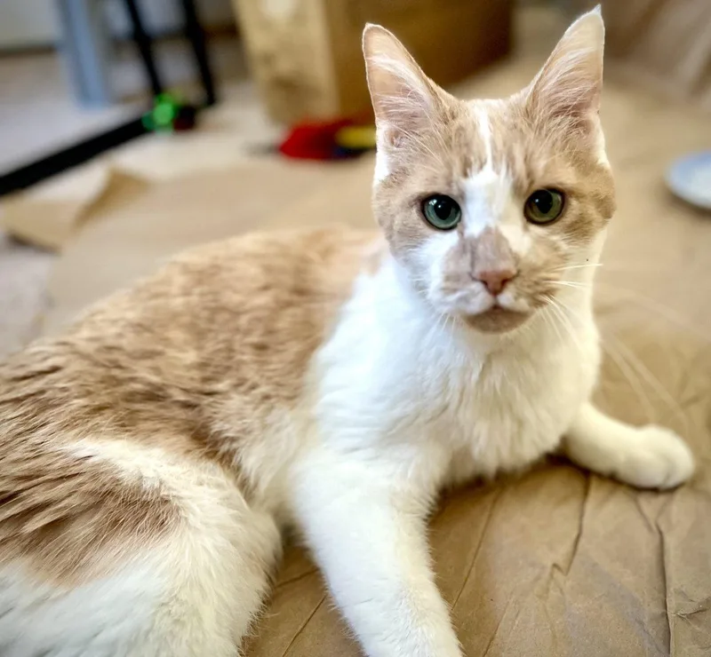 Colby Jack thumbnail 2