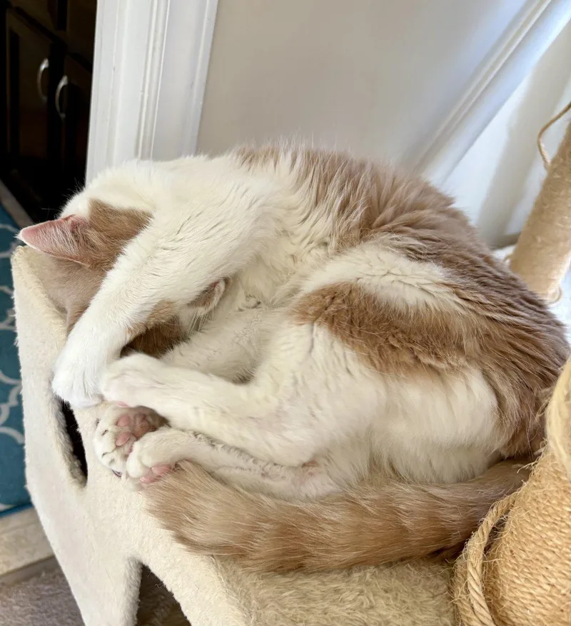 Colby Jack thumbnail 3