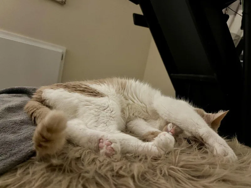 Colby Jack thumbnail 4