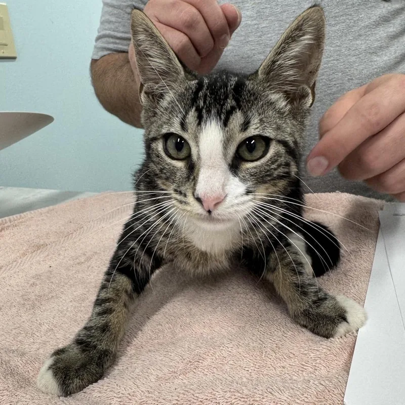 A baby small-sized female Black Domestic Short Hair cat named Juno for adoption in Hamburg, NY