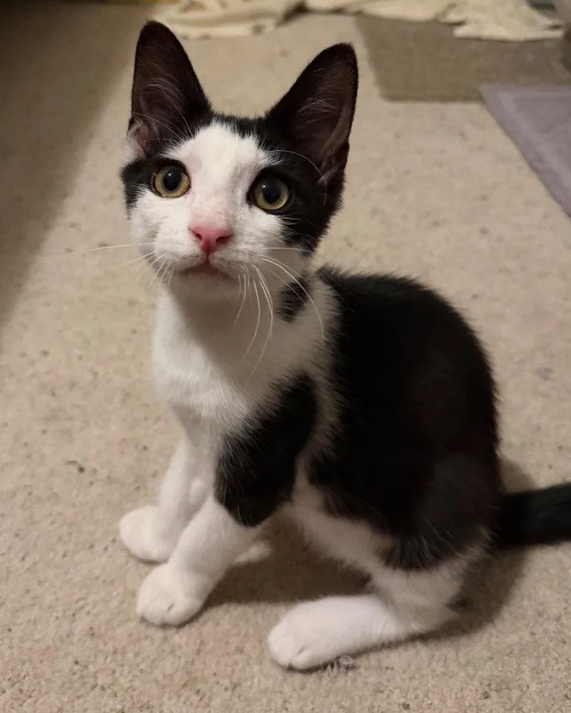 A young medium-sized male Black & White / Tuxedo Domestic Short Hair cat named Blaze for adoption in Garner, NC