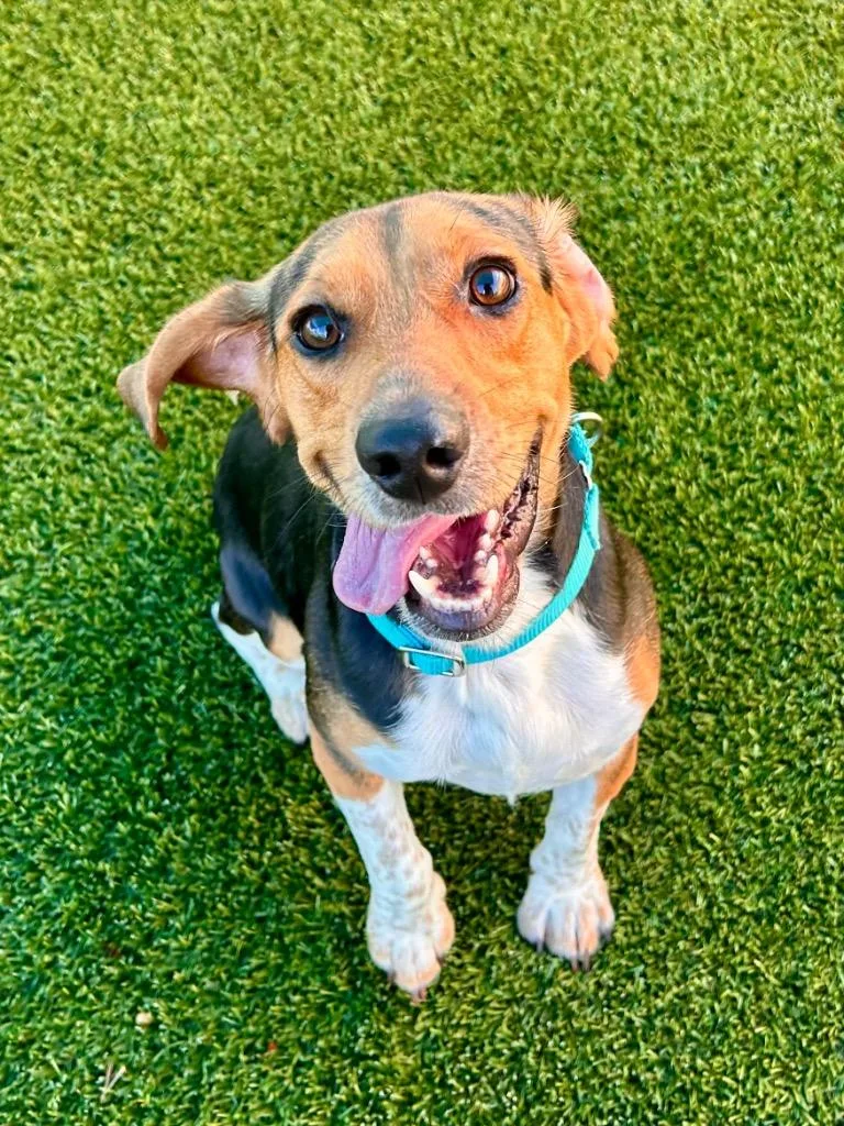 A young medium-sized male Beagle dog named Louie for adoption in Cape Coral, FL