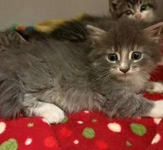 A baby medium-sized male Domestic Long Hair cat named Collage for adoption in Mason City, IA