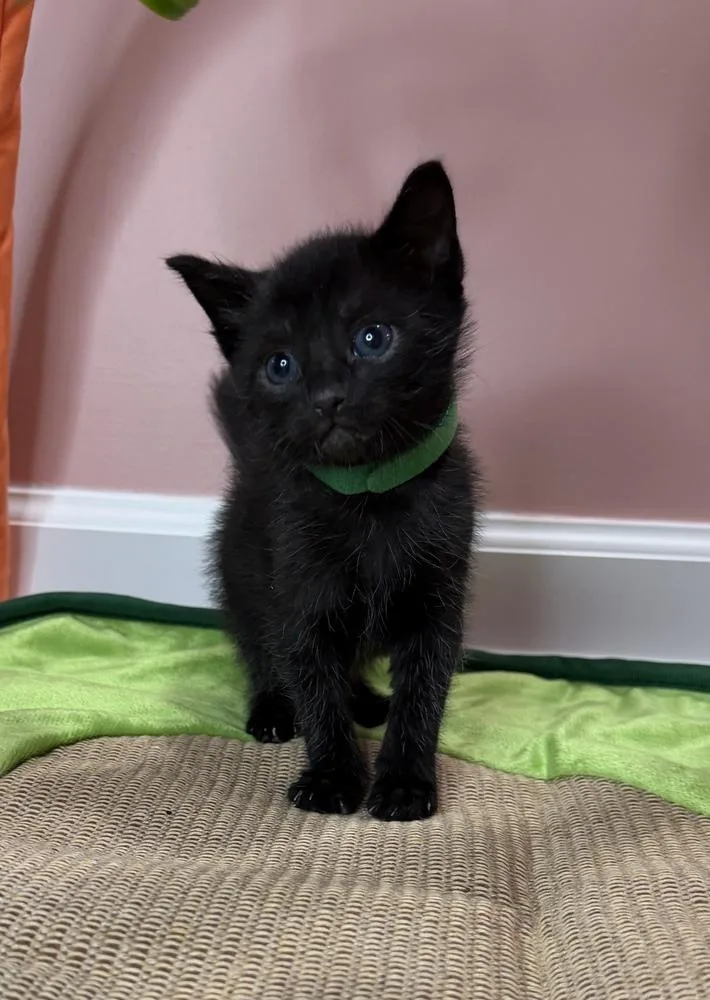 A baby small-sized male Black Domestic Short Hair cat named Diesel for adoption in Martinsburg, WV