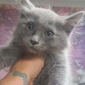 A baby small-sized female Gray / Blue / Silver Domestic Medium Hair cat named Lochness for adoption in Fort Collins, CO