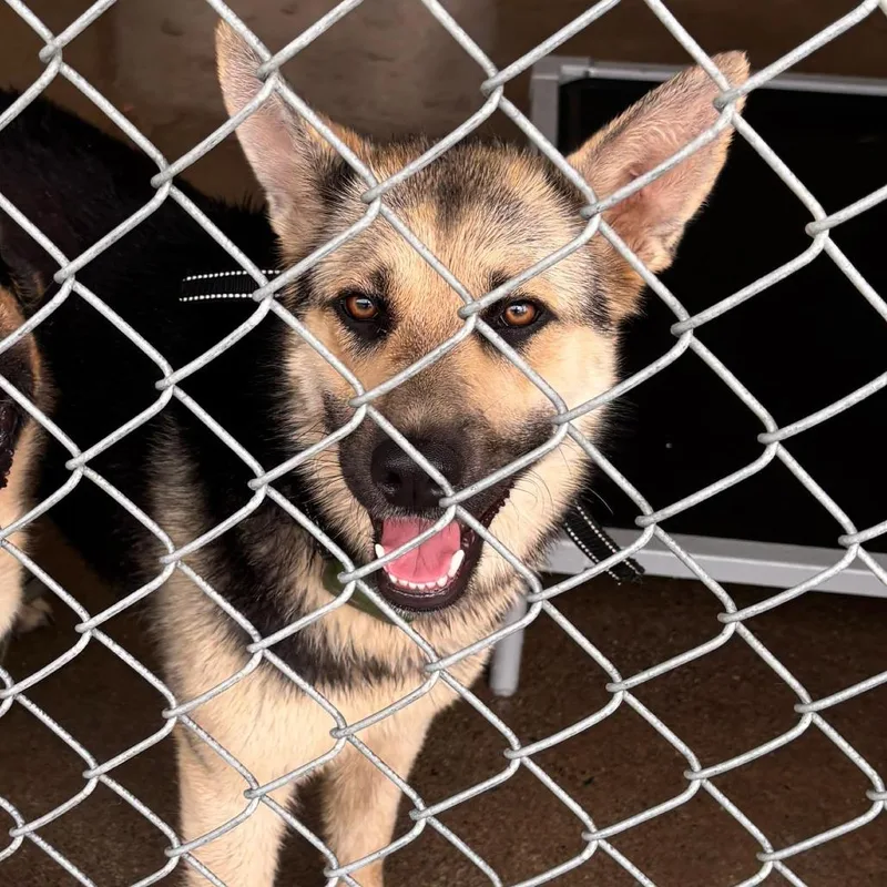 An adult small-sized female Black German Shepherd Dog dog named Lulu for adoption in New Ringgold, PA