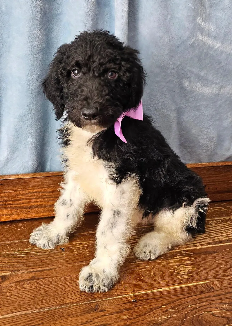 A baby medium-sized male Black Standard Poodle dog named Paco for adoption in East Sparta, OH