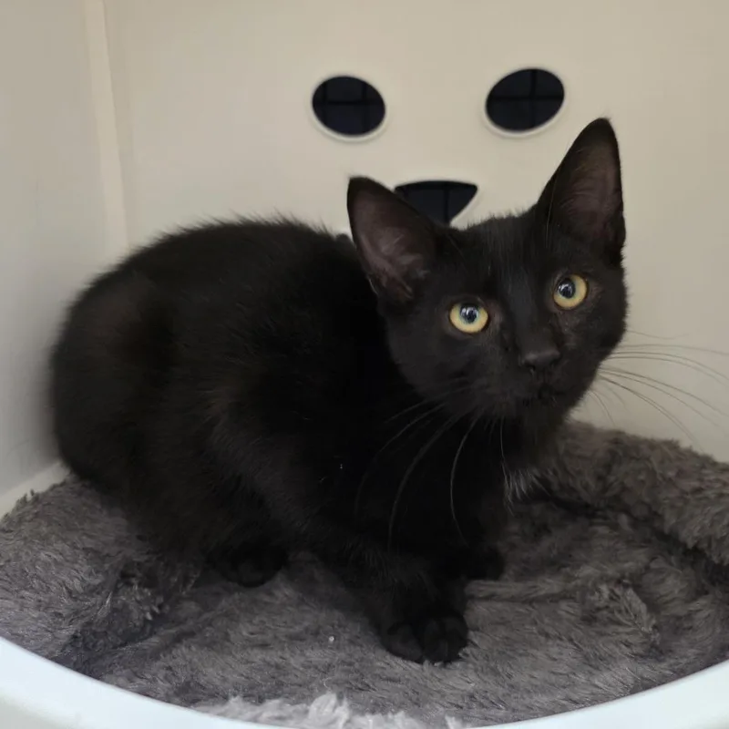 A baby small-sized male Domestic Short Hair cat named Cascade for adoption in Oshkosh, WI