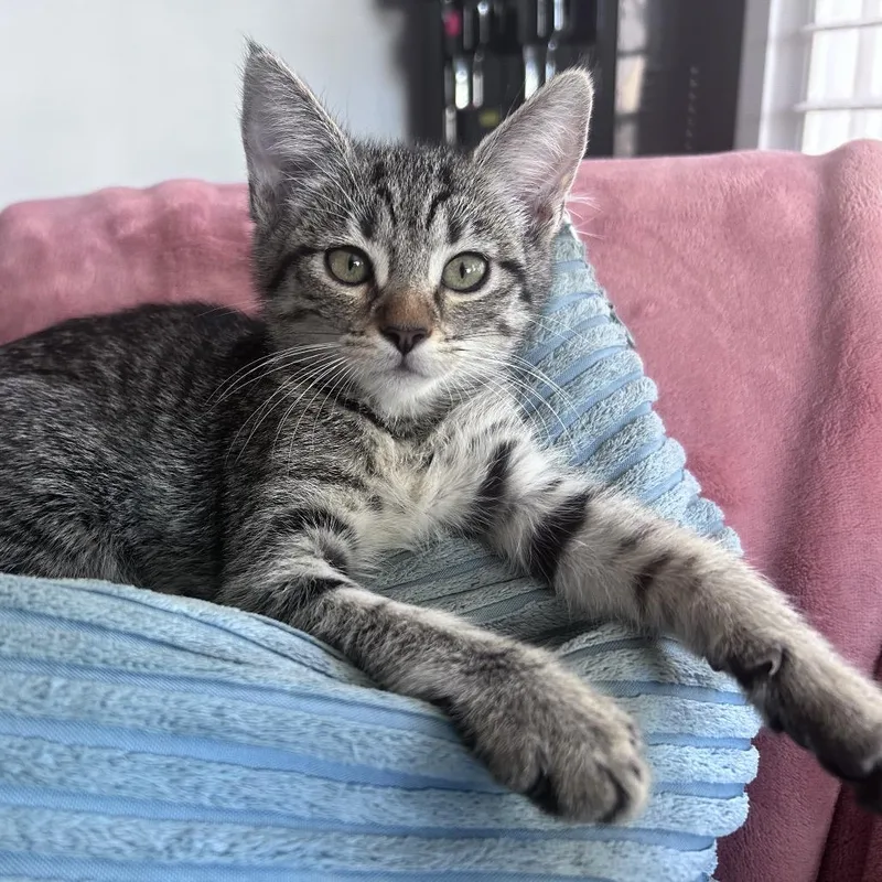 A baby small-sized female Brown / Chocolate Domestic Short Hair cat named Pepita for adoption in Long Beach, CA