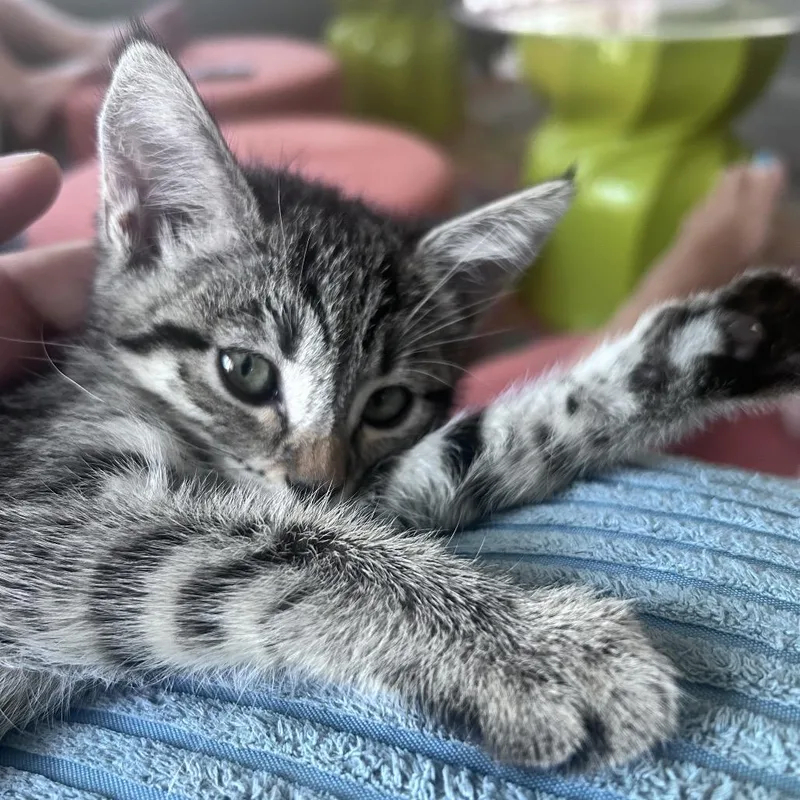 Pepita thumbnail 3