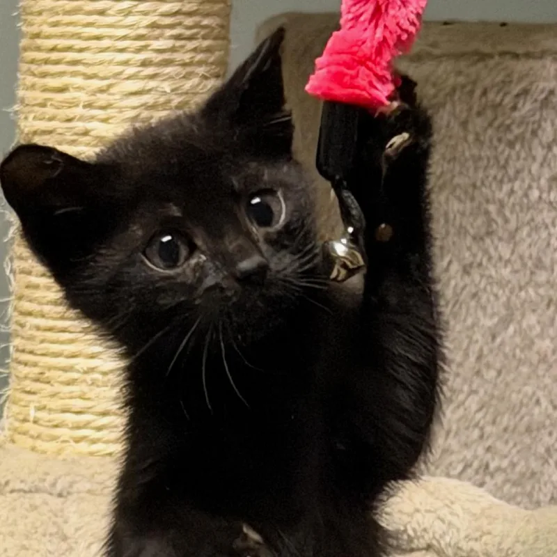 A baby small-sized female Black Domestic Short Hair cat named Rosemary for adoption in La Grange, KY