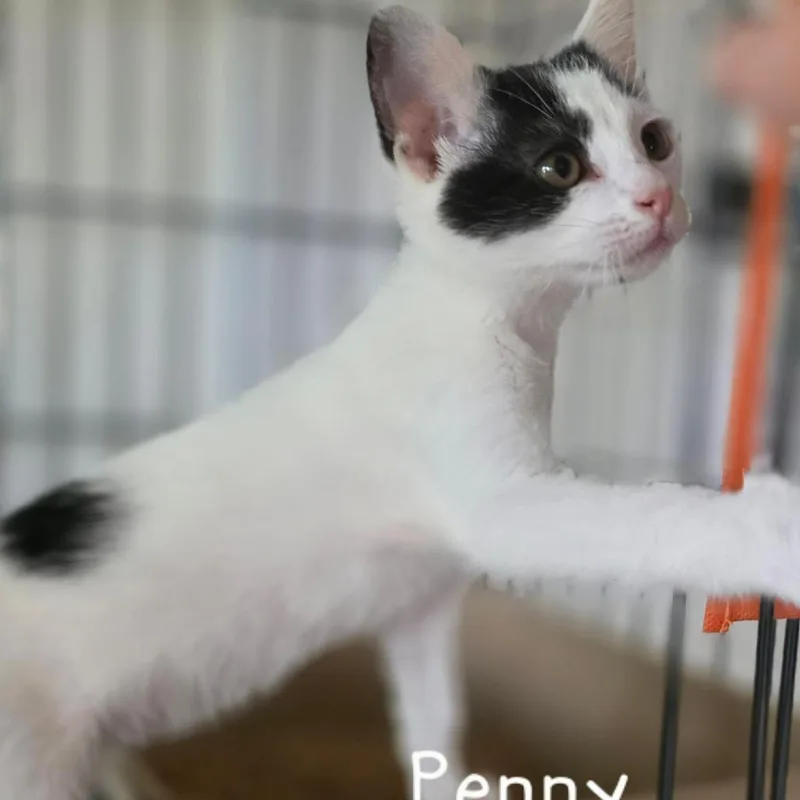 A baby small-sized female White Domestic Short Hair cat named Dewdrops for adoption in Austin, TX