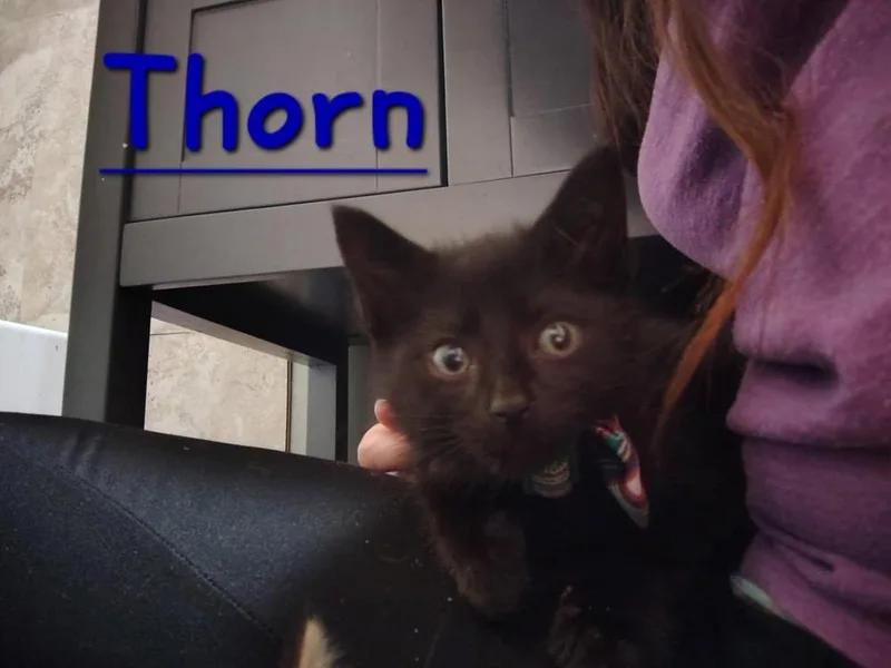 Thorn thumbnail 5