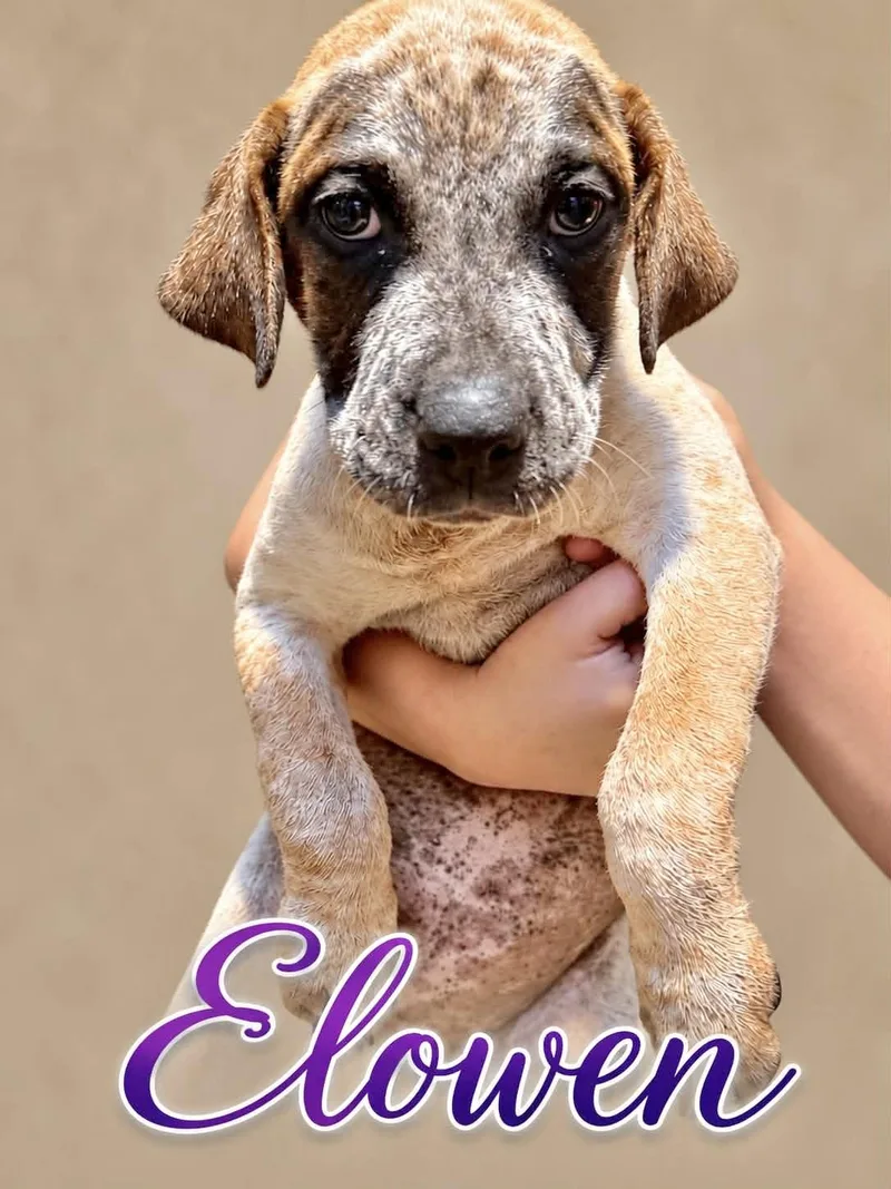 A baby medium-sized female Australian Cattle Dog / Blue Heeler dog named Elowen for adoption in Manchester, CT