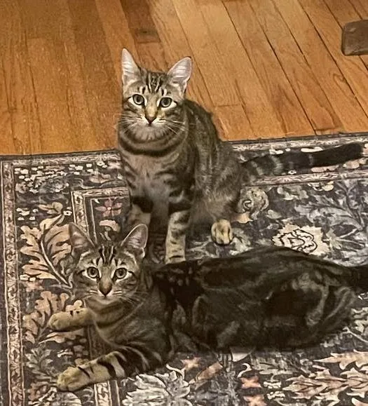 A young medium-sized male American Shorthair cat named Pepper & Cinnamon for adoption in East Hartford , CT