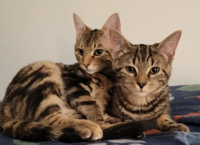 Pepper & Cinnamon thumbnail 2