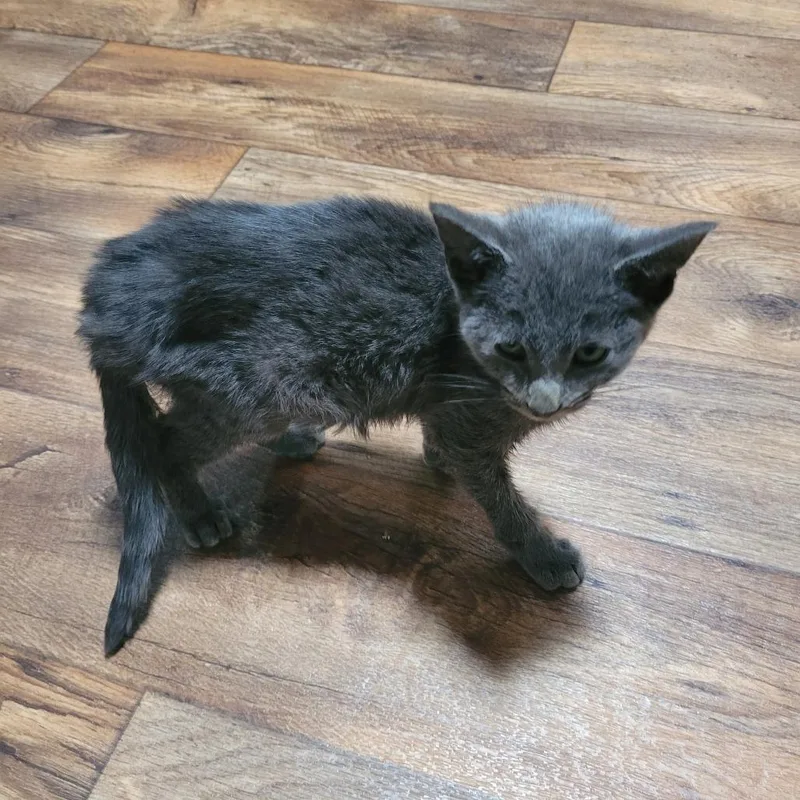 A baby small-sized male Gray / Blue / Silver Domestic Short Hair cat named Piano for adoption in Greensboro, NC