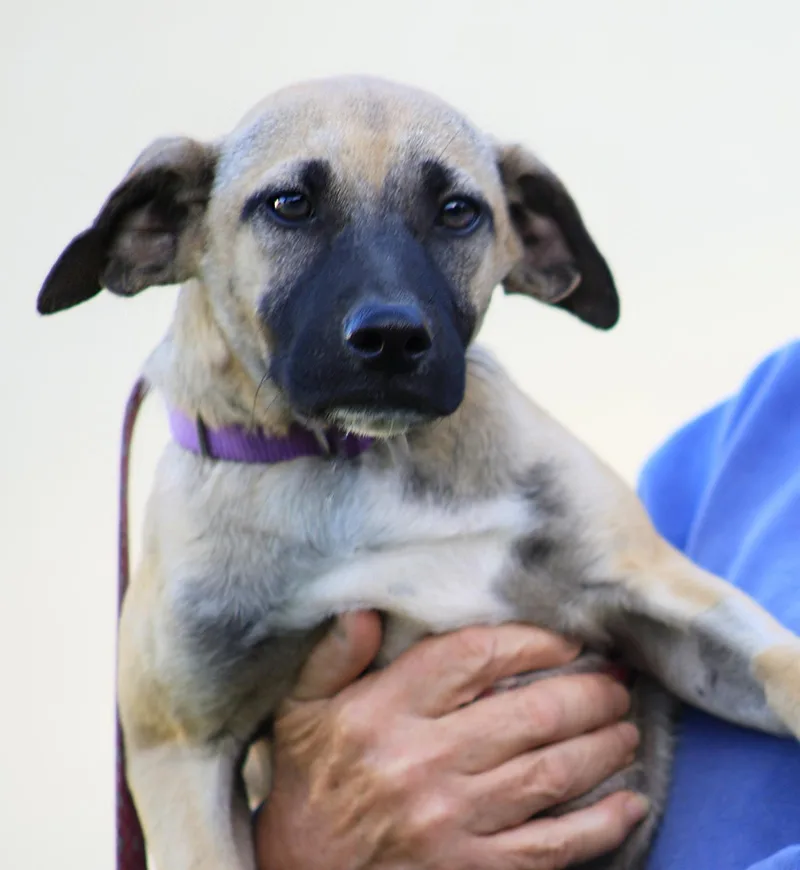 A baby medium-sized male Hound dog named Asher for adoption in North Fort Myers, FL
