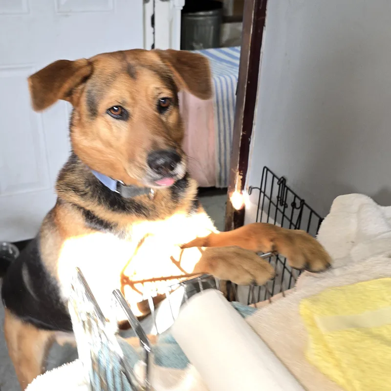 An adult medium-sized male German Shepherd Dog dog named Bryce for adoption in Nyack, NY