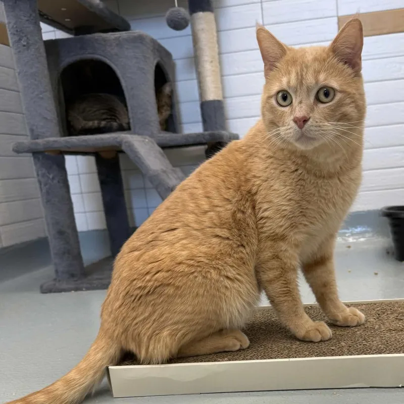 Boudreaux thumbnail 2