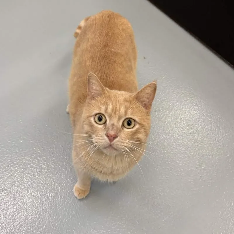 Boudreaux thumbnail 3