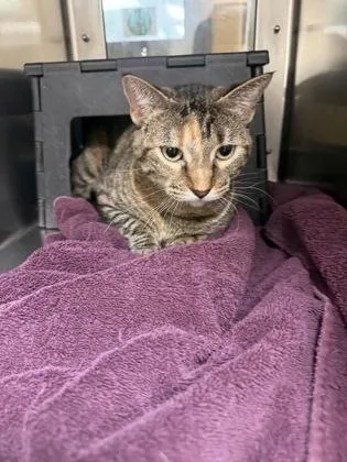 An adult medium-sized female Buff / Tan / Fawn Domestic Short Hair cat named Texas Roadhouse for adoption in Wichita, KS