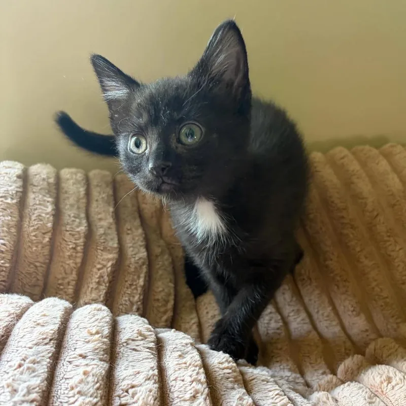 A baby medium-sized female Black Domestic Short Hair cat named Martha for adoption in Beulaville, NC