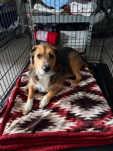 An adult medium-sized male Tricolor (Brown, Black, & White) Terrier dog named Norman for adoption in Georgetown, OH
