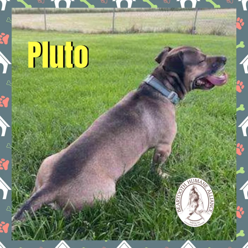 An adult medium-sized male Gray / Blue / Silver Terrier dog named Pluto for adoption in Red Lodge, MT