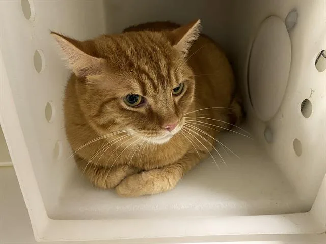 An adult small-sized male Domestic Short Hair cat named Tiger for adoption in Modesto, CA