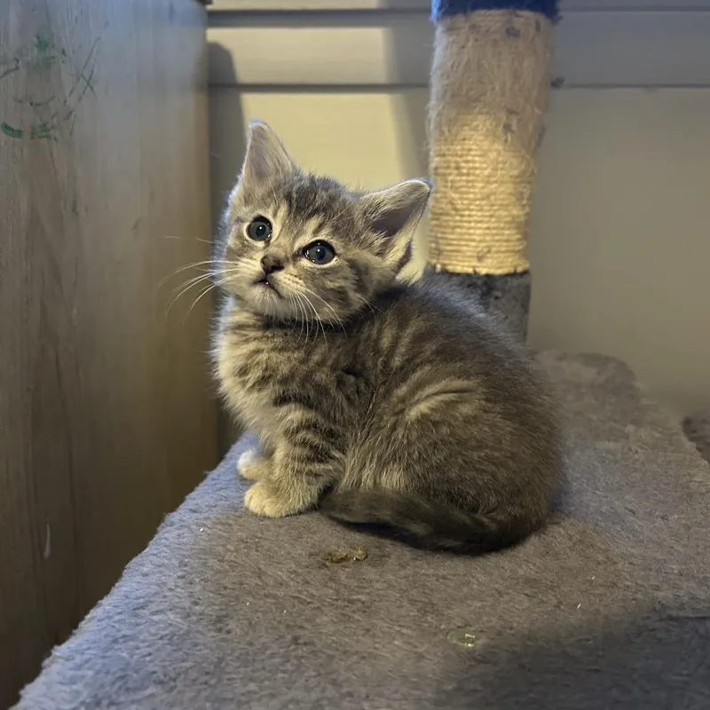 Pepper thumbnail 2