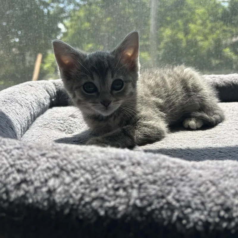 Pepper thumbnail 3