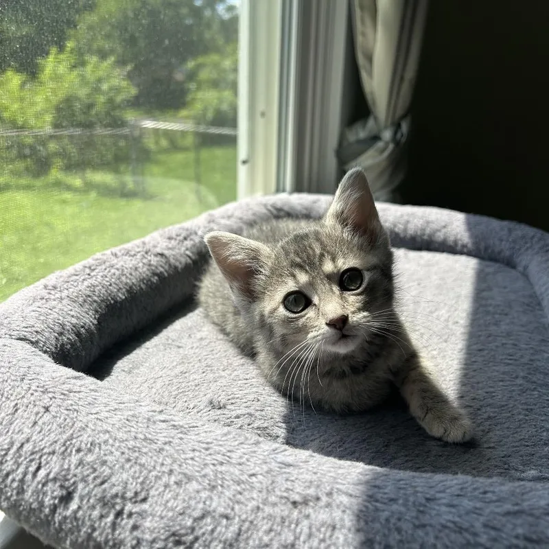 Pepper thumbnail 4
