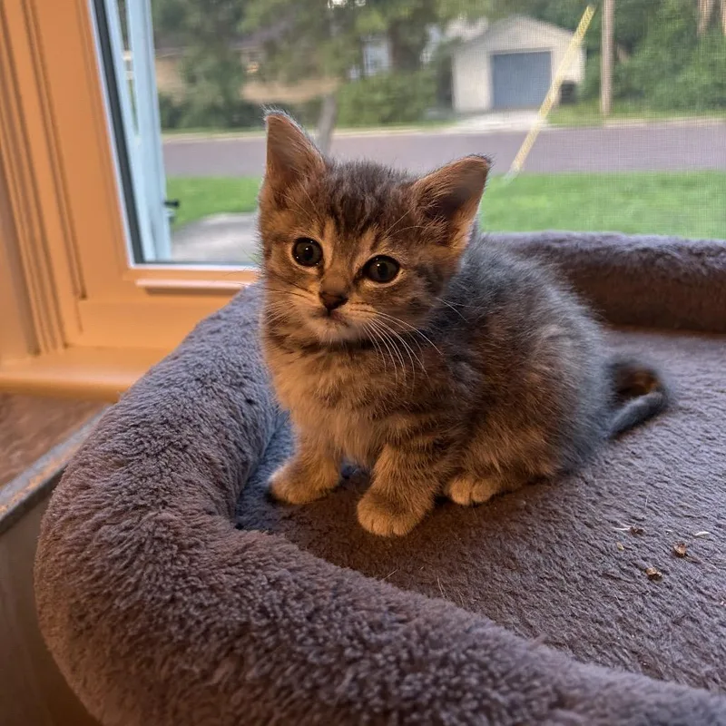 Pepper thumbnail 5