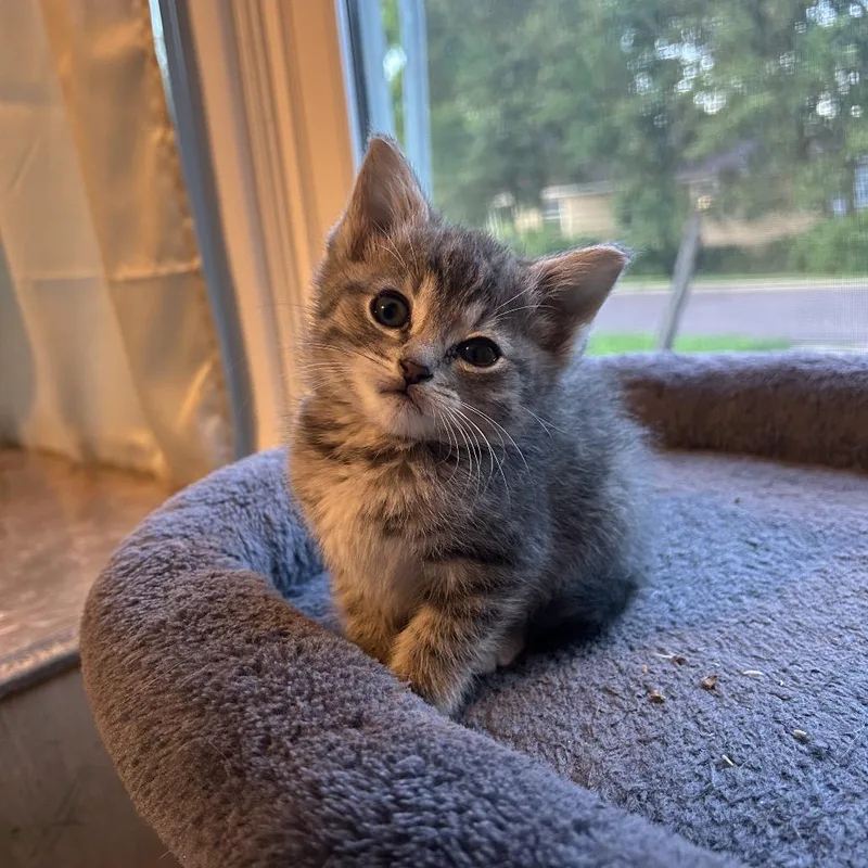 Pepper thumbnail 6