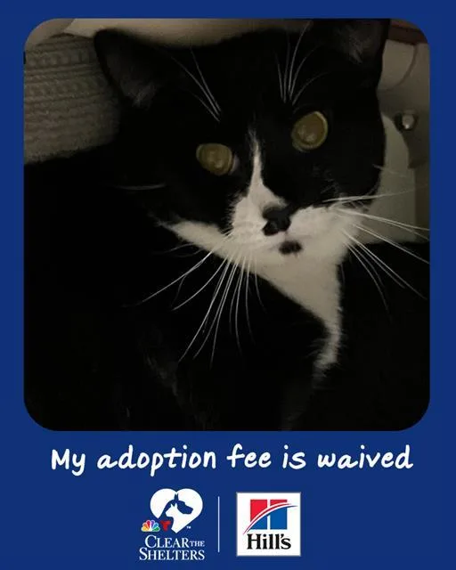 A young medium-sized male Domestic Short Hair cat named Rodrick for adoption in Boston, MA