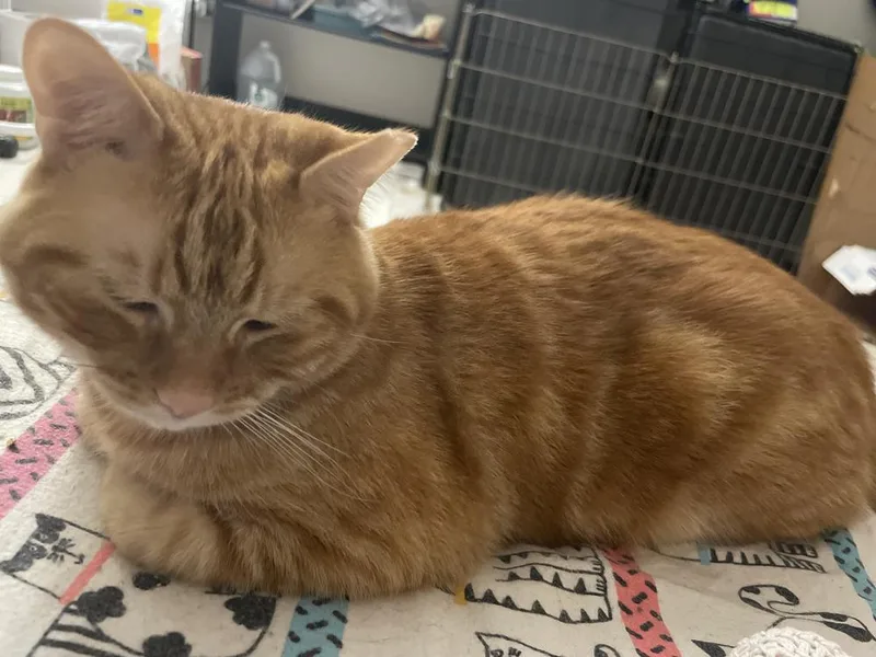 An adult medium-sized male Tabby (Orange / Red) Tabby cat named Aragorn for adoption in Fern Park, FL
