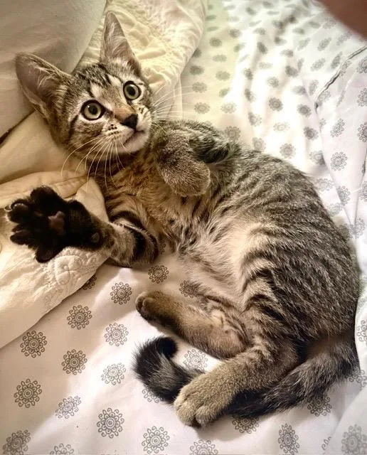 A baby medium-sized male Tabby cat named Asteroid for adoption in San Antonio, TX