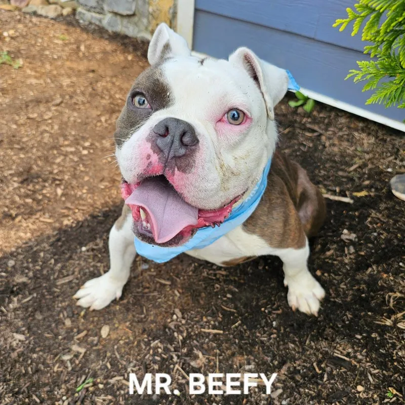 An adult medium-sized male White / Cream English Bulldog dog named Mr. Beefy for adoption in Madisonville, TN
