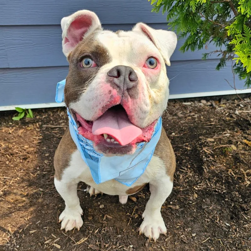 Mr. Beefy thumbnail 2