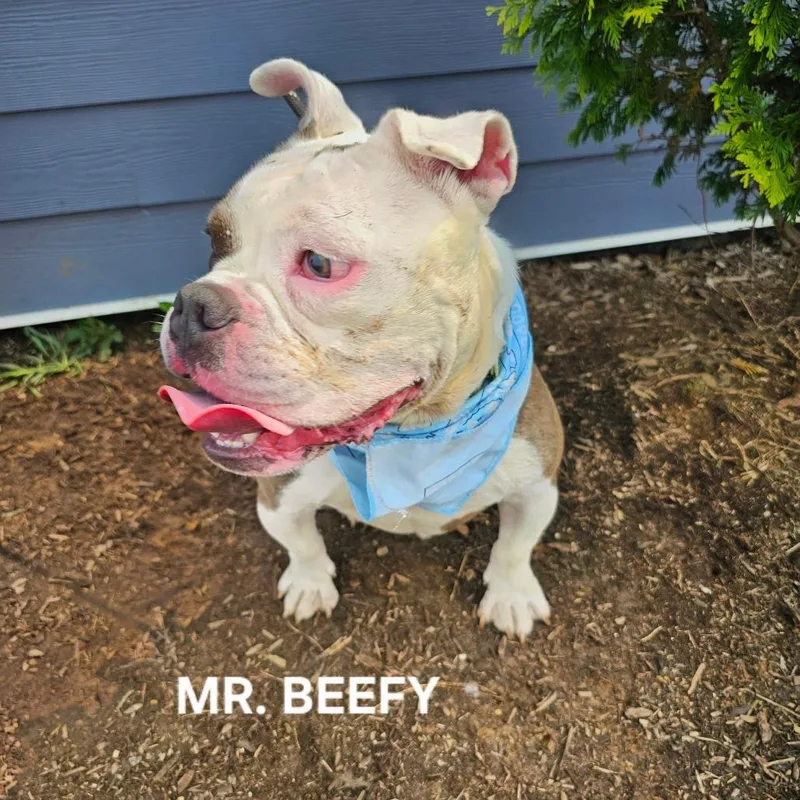 Mr. Beefy thumbnail 3