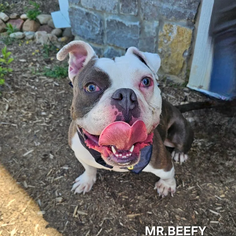 Mr. Beefy thumbnail 4