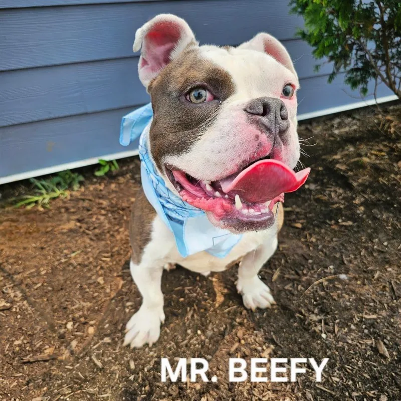 Mr. Beefy thumbnail 6