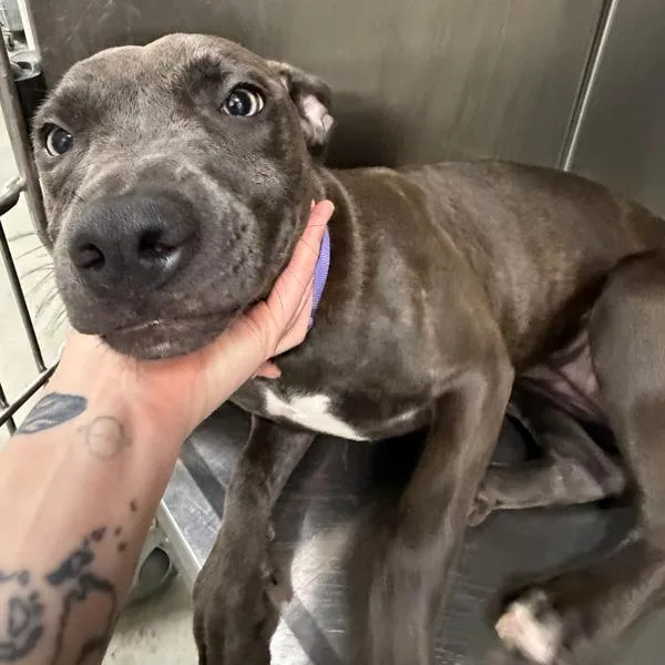 A young medium-sized female Terrier dog named Vickie for adoption in Des Moines, IA