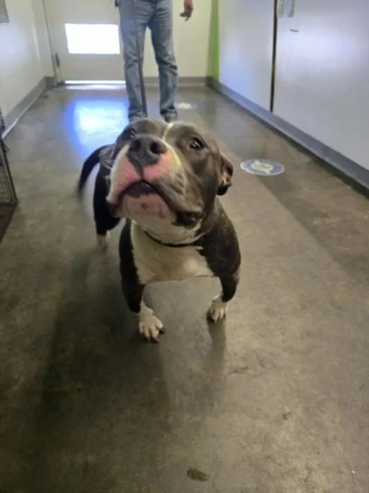 An adult medium-sized female Pit Bull Terrier dog named Noisy for adoption in Los Angeles, CA