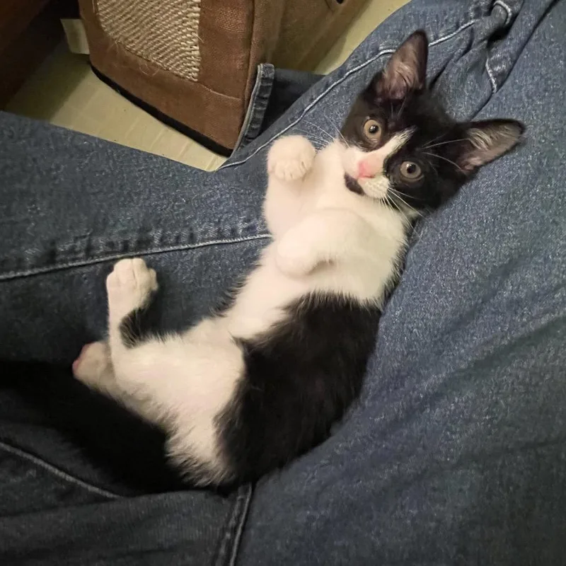 A baby small-sized female Black Domestic Short Hair cat named Oprah for adoption in Springfield, IL