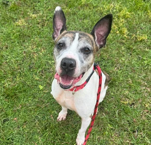 Piggie Smalls thumbnail 2