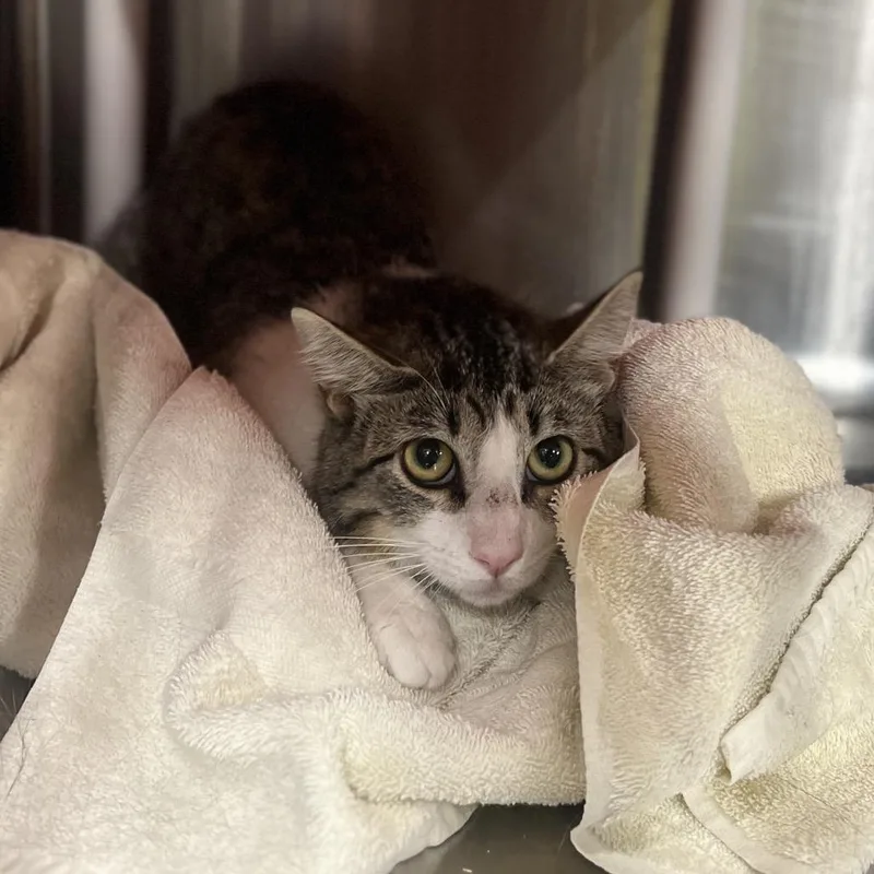 An adult small-sized male Brown / Chocolate Domestic Short Hair cat named Meadow for adoption in Salt Lake City, UT