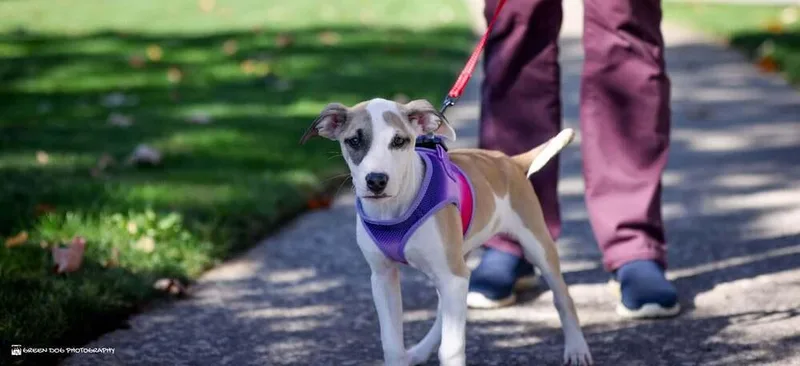 A baby medium-sized female Mixed Breed dog named Kenzie for adoption in Grand Rapids, MI