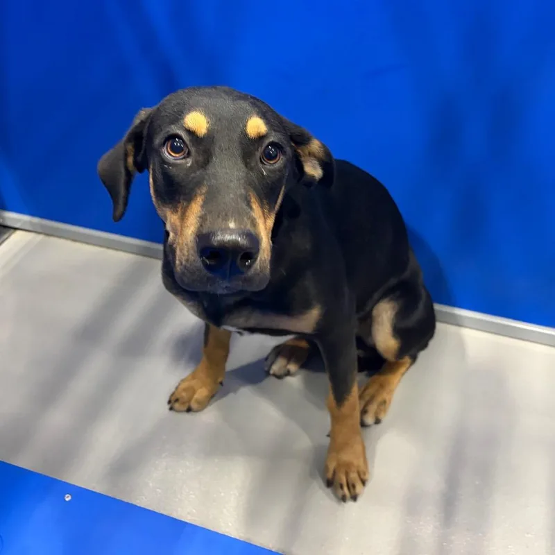 A young medium-sized female Mixed Breed dog named Chupa for adoption in Kerrville, TX